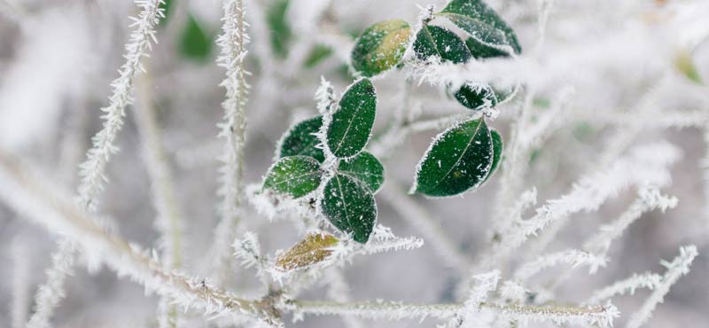 نکاتی درباره مراقبت از گیاهان در فصل زمستان