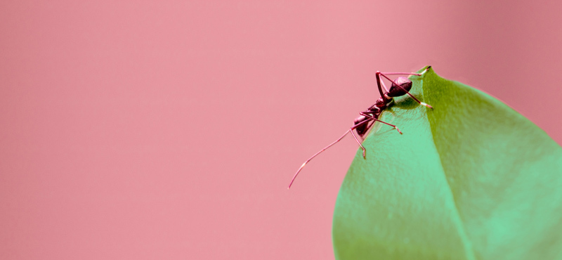 ۶ راه اثبات شده برای رهایی از مورچه‌ها در آپارتمان